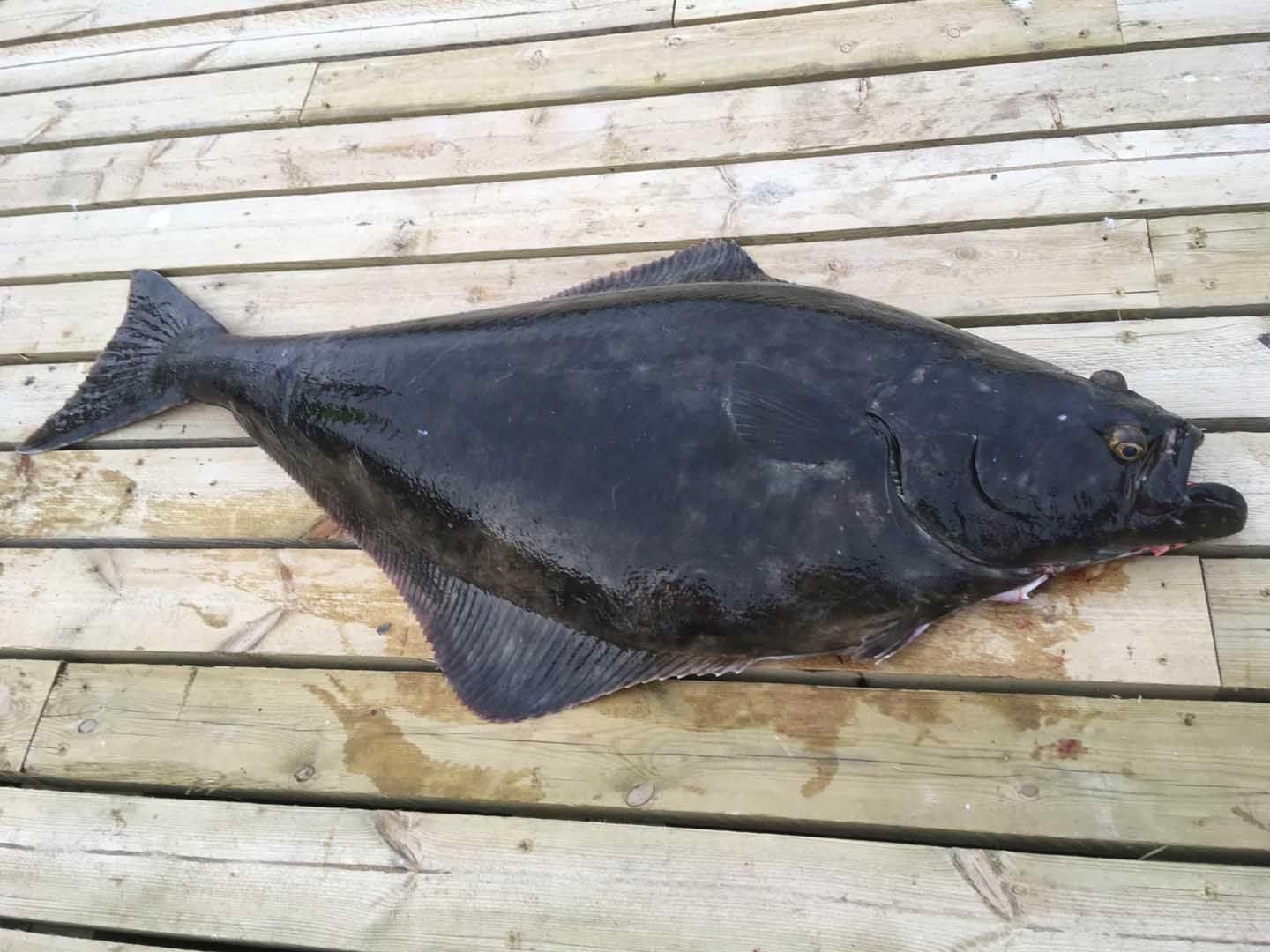 Havfiske med egen båt — bilde 6
