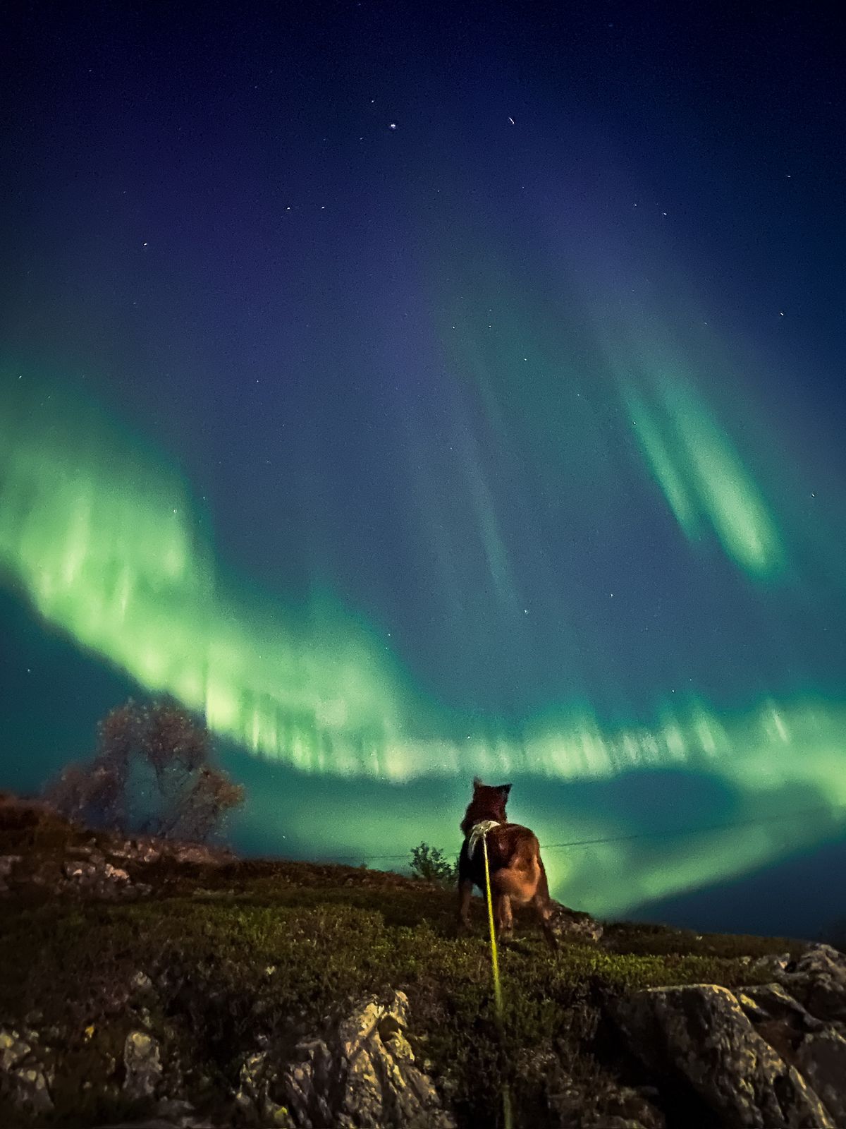 Nordlys over kaia — bilde 3