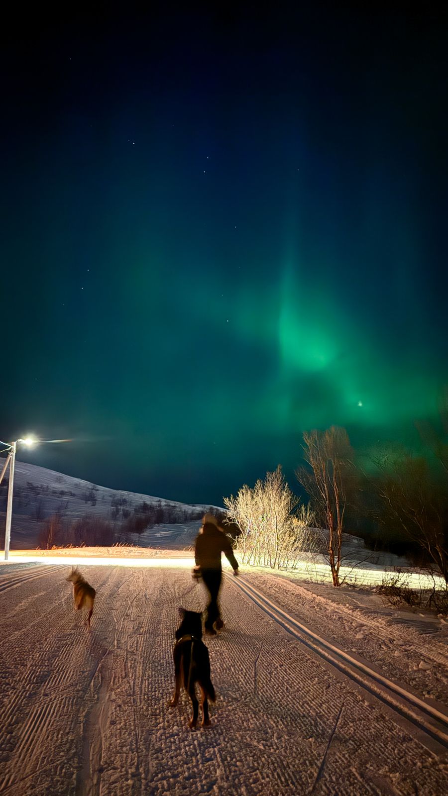 Nordlys over kaia — bilde 4